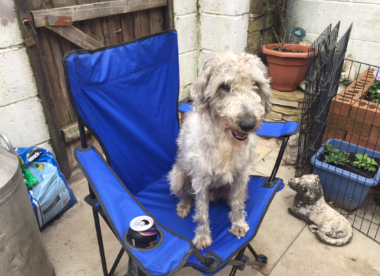 Izzy enjoying her cider!