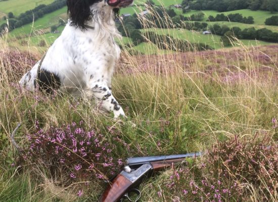 Fenn the Sprocker