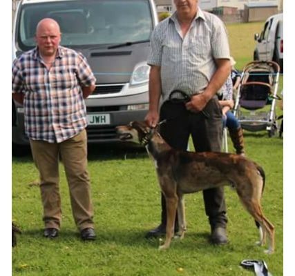 Champion Lurcher Puppy West coast Terrier Lurcher and whippet show 2018