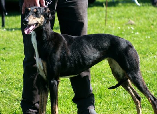 Champion Lurcher West coast Terrier Lurcher and whippet show 2018