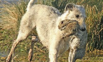 Lurchers
