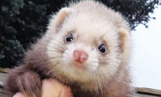 Ferreting
