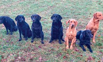Gundog Training