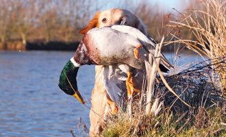 Wildfowling