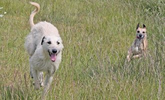 Lurchers