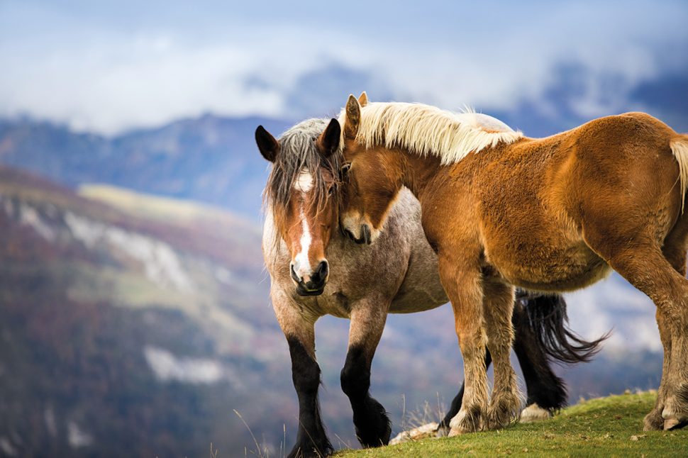 Big Ride Circle of Death